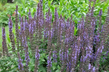 Sauge des bois Salvia nemorosa 'Blaukonigin' 5-10 Pot 9x9 cm (P9) Salvia nemorosa 'Blaukonigin'