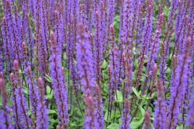 Sauge des bois Salvia nemorosa 'Caradonna' 10-15 Pot 2 l (C2) Salvia nemorosa 'Caradonna'