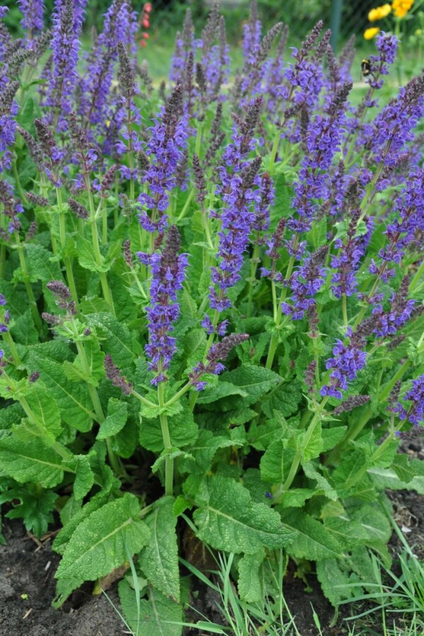 Sauge des bois Salvia nemorosa 'Mainacht' 5-10 Pot 9x9 cm (P9) Salvia nemorosa 'Mainacht'