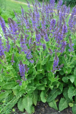 Sauge des bois Salvia nemorosa 'Mainacht' 5-10 Pot 9x9 cm (P9)