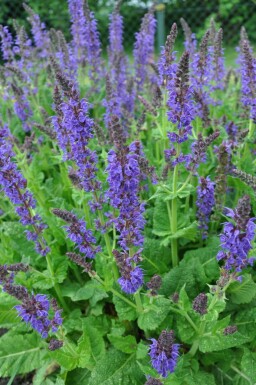 Sauge des bois Salvia nemorosa 'Mainacht' 5-10 Pot 9x9 cm (P9) Salvia nemorosa 'Mainacht'