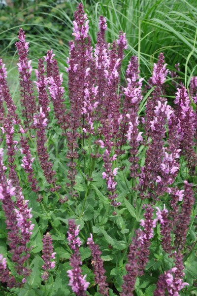 Sauge des bois Salvia nemorosa 'Rose Queen' 5-10 Pot 9x9 cm (P9) Salvia nemorosa 'Rose Queen'