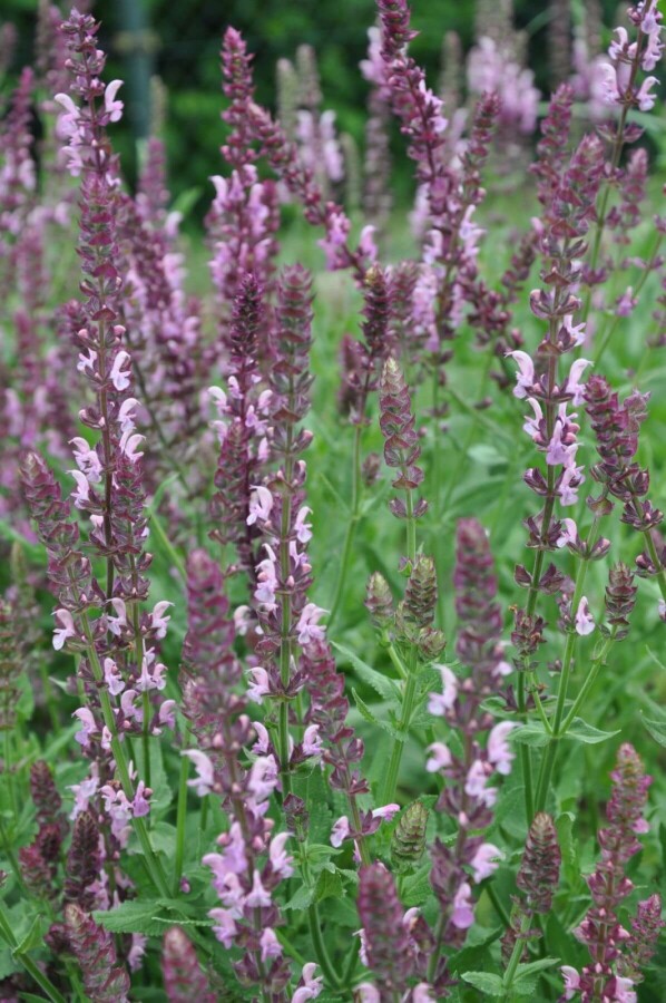 Sauge des bois Salvia nemorosa 'Rose Queen' 5-10 Pot 9x9 cm (P9) Salvia nemorosa 'Rose Queen'