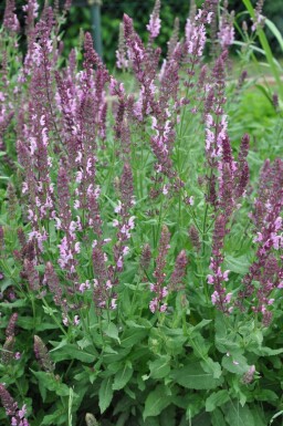 Sauge des bois Salvia nemorosa 'Rose Queen' 5-10 Pot 9x9 cm (P9)