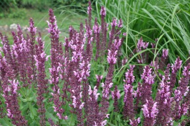 Sauge des bois Salvia nemorosa 'Rose Queen' 5-10 Pot 9x9 cm (P9)