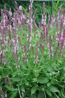 Sauge des bois Salvia nemorosa 'Rose Queen' 5-10 Pot 9x9 cm (P9) Salvia nemorosa 'Rose Queen'