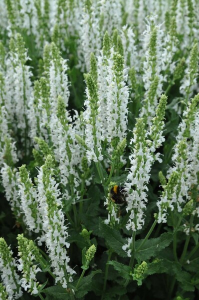 Salvia nemorosa 'Schneehugel'