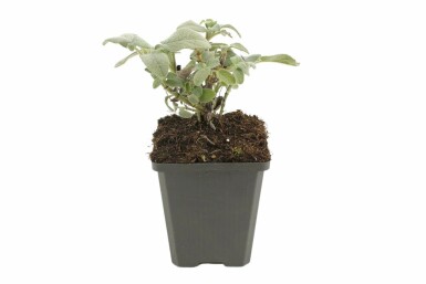 Sauge officinale Salvia officinalis 'Berggarten' 5-10 Pot 9x9 cm (P9)
