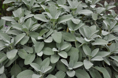 Sauge officinale Salvia officinalis 'Berggarten' 5-10 Pot 9x9 cm (P9)