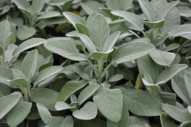 Sauge officinale Salvia officinalis 'Berggarten' 5-10 Pot 9x9 cm (P9)