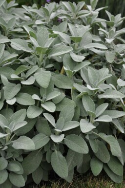 Sauge officinale Salvia officinalis 'Berggarten' 5-10 Pot 9x9 cm (P9)