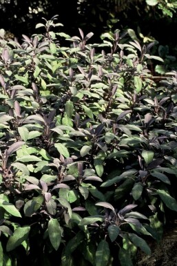 Sauge officinale Salvia officinalis 'Purpurascens' 5-10 Pot 9x9 cm (P9)