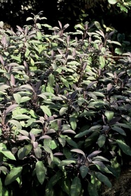 Sauge officinale Salvia officinalis 'Purpurascens' 5-10 Pot 9x9 cm (P9) Salvia officinalis 'Purpurascens'