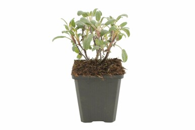 Sauge officinale Salvia officinalis 'Purpurascens' 5-10 Pot 9x9 cm (P9) Salvia officinalis 'Purpurascens'