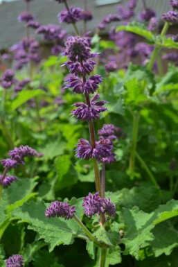 Sauge verticillée Salvia verticillata 'Purple Rain' 5-10 Pot 9x9 cm (P9)