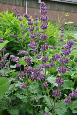 Sauge verticillée Salvia verticillata 'Purple Rain' 5-10 Pot 9x9 cm (P9)