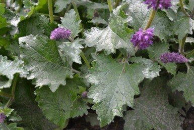 Sauge verticillée Salvia verticillata 'Purple Rain' 5-10 Pot 9x9 cm (P9) Salvia verticillata 'Purple Rain'
