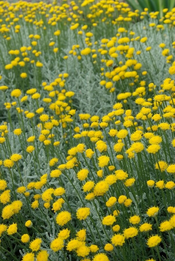 Santoline faux cyprès Santolina chamaecyparissus 10-15 Pot 2 l (C2) Santolina chamaecyparissus