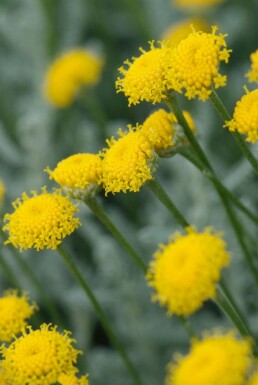 Santoline faux cyprès Santolina chamaecyparissus 10-15 Pot 2 l (C2) Santolina chamaecyparissus