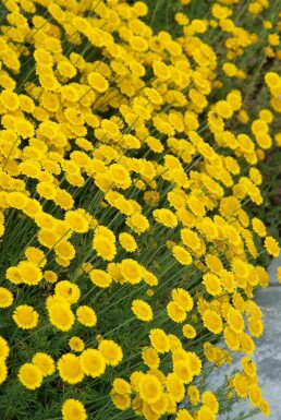 Santoline faux cyprès Santolina chamaecyparissus 10-15 Pot 2 l (C2) Santolina chamaecyparissus