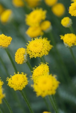 Santoline faux cyprès Santolina chamaecyparissus 5-10 Pot 9x9 cm (P9) Santolina chamaecyparissus