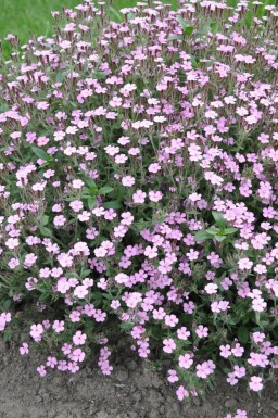 Saponaire faux basilic Saponaria ocymoides 5-10 Pot 9x9 cm (P9) Saponaria ocymoides