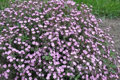 Saponaire faux basilic Saponaria ocymoides 5-10 Pot 9x9 cm (P9)