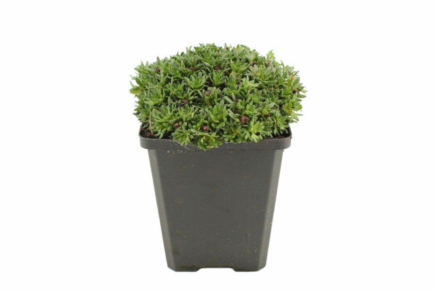 Saxifrage Saxifraga 'Peter Pan' 5-10 Pot 9x9 cm (P9) Saxifraga 'Peter Pan'