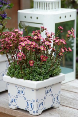 Saxifrage Saxifraga 'Peter Pan' 5-10 Pot 9x9 cm (P9)