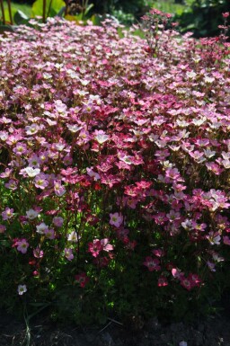 Saxifraga × arendsii 'Purpurteppich'