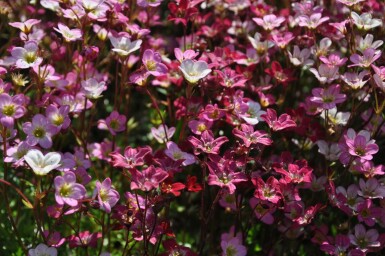 Saxifrage d’arends Saxifraga × arendsii 'Purpurteppich' 5-10 Pot 9x9 cm (P9)