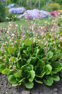 Saxifrage d'urbius Saxifraga × urbium 5-10 Pot 9x9 cm (P9) Saxifraga × urbium