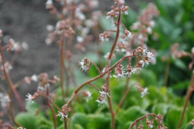 Saxifrage d'urbius Saxifraga × urbium 5-10 Pot 9x9 cm (P9) Saxifraga × urbium