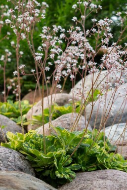 Saxifraga × urbium 'Variegata'