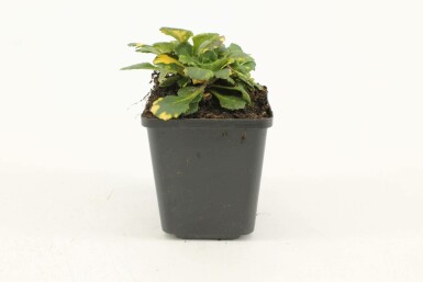 Saxifrage d'urbius Saxifraga × urbium 'Variegata' 5-10 Pot 9x9 cm (P9)
