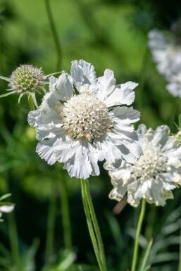 Scabieuse du Caucase Scabiosa caucasica 'Perfecta Alba' 5-10 Pot 9x9 cm (P9)