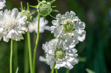 Scabieuse du Caucase Scabiosa caucasica 'Perfecta Alba' 5-10 Pot 9x9 cm (P9)