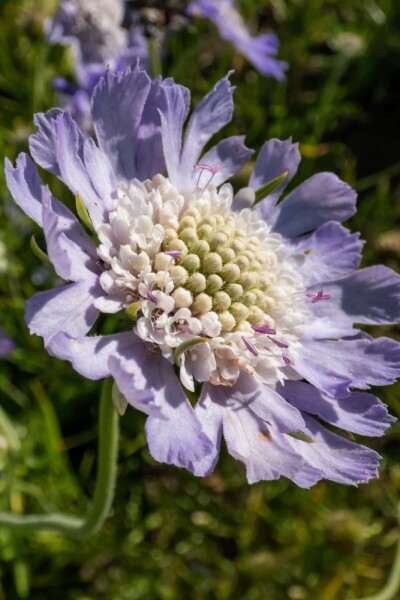 Scabieuse du Caucase Scabiosa caucasica 'Perfecta' 5-10 Pot 9x9 cm (P9) Scabiosa caucasica 'Perfecta'