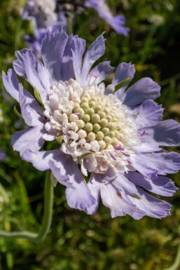 Scabieuse du Caucase Scabiosa caucasica 'Perfecta' 5-10 Pot 9x9 cm (P9)