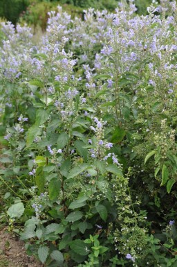 Scutellaire blanchie Scutellaria incana 5-10 Pot 9x9 cm (P9)