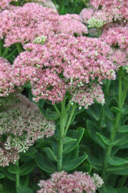 Orpin Sedum 'Herbstfreude' 5-10 Pot 9x9 cm (P9)