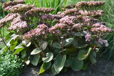 Sedum 'Matrona'