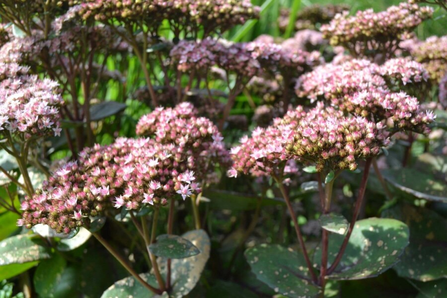 Orpin Sedum 'Matrona' 5-10 Pot 9x9 cm (P9) Sedum 'Matrona'