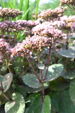 Orpin Sedum 'Matrona' 5-10 Pot 9x9 cm (P9)