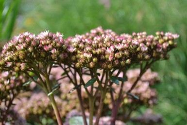 Orpin Sedum 'Matrona' 5-10 Pot 9x9 cm (P9) Sedum 'Matrona'