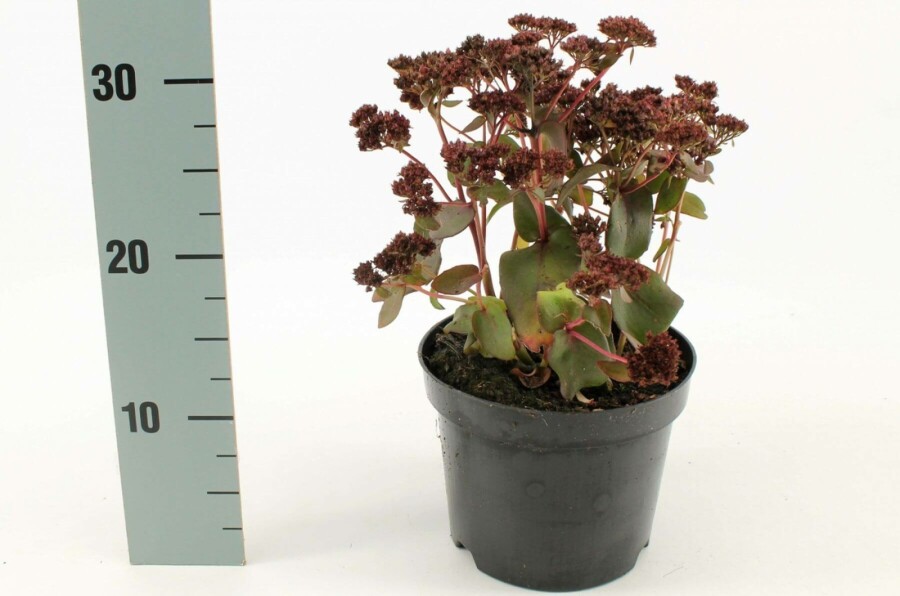 Orpin Sedum 'Purple Emperor' 10-15 Pot 2 l (C2) Sedum 'Purple Emperor'