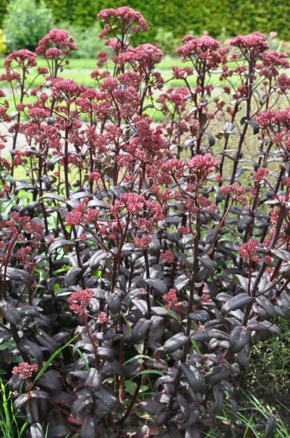 Orpin Sedum 'Purple Emperor' 10-15 Pot 2 l (C2) Sedum 'Purple Emperor'