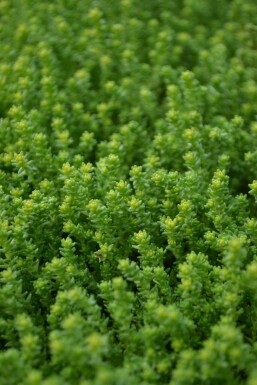 Orpin âcre Sedum acre 5-10 Pot 9x9 cm (P9)