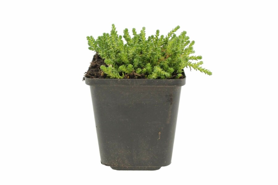 Orpin âcre Sedum acre 5-10 Pot 9x9 cm (P9) Sedum acre