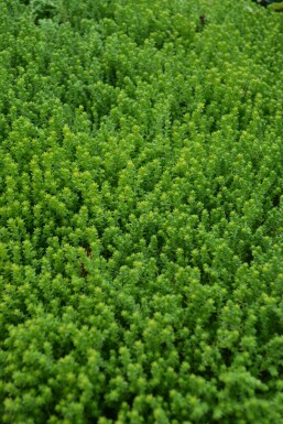 Orpin âcre Sedum acre 5-10 Pot 9x9 cm (P9) Sedum acre